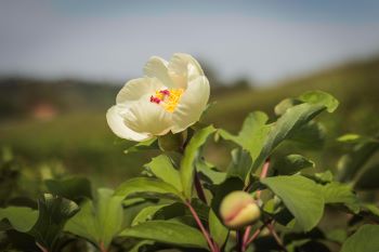 pivoines dans un champ